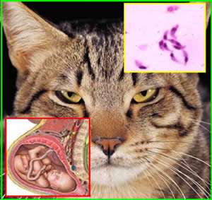 داء القطط : اسباب داء القطط: اعراض داء القطط : علاج داء القطط