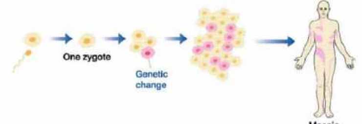 التزيّق الجيني