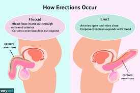 صورة كيف يحدث الانتصاب في القضيب