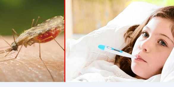أسباب الملاريا