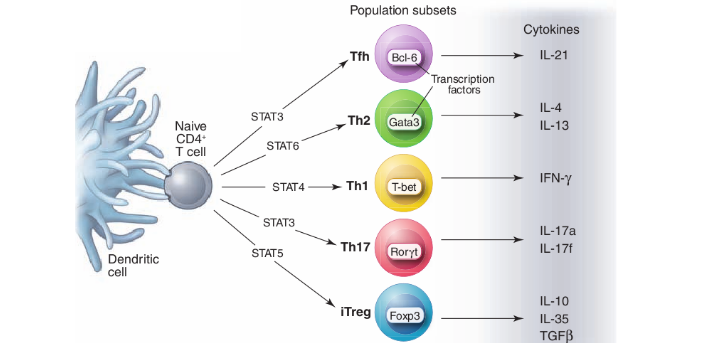 إنتاج السيتوكين المعيب من قبل الخلية التائية