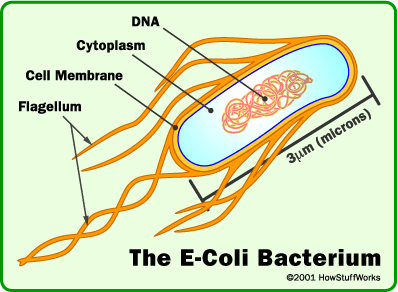 طريقة التكاثر في بكتيريا إي كولاي