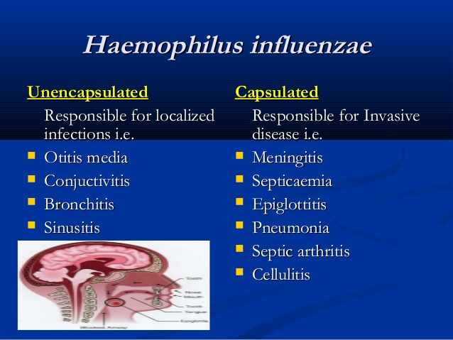 اعراض بكتيريا الهيموفيلس