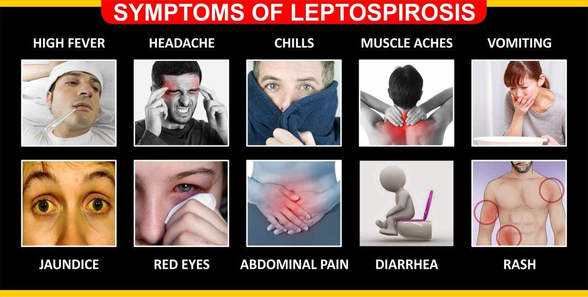 اعراض مرض الليبتوسبيروسس