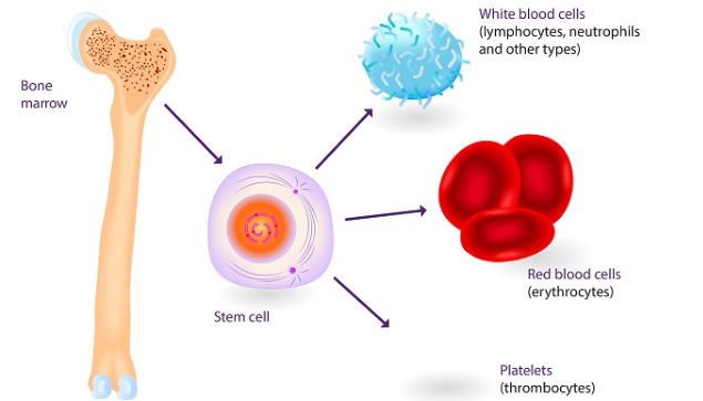 الآثار المتأخرة لزرع الخلايا الجذعية