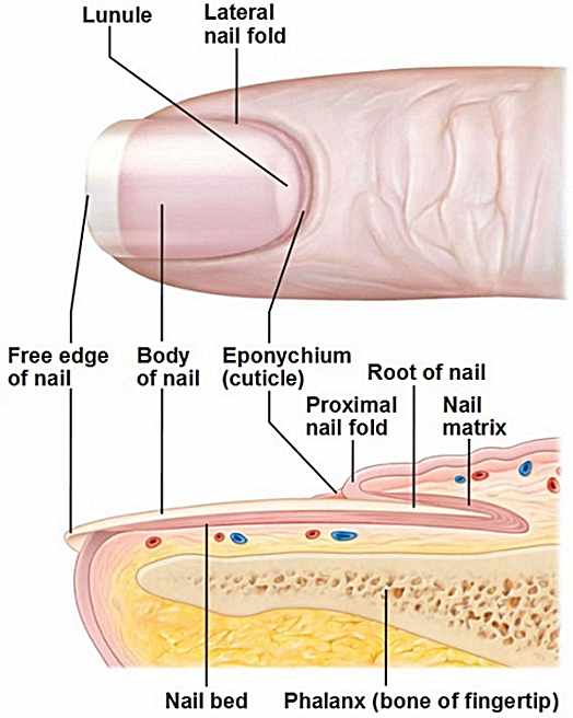 الأظافر(Nails)