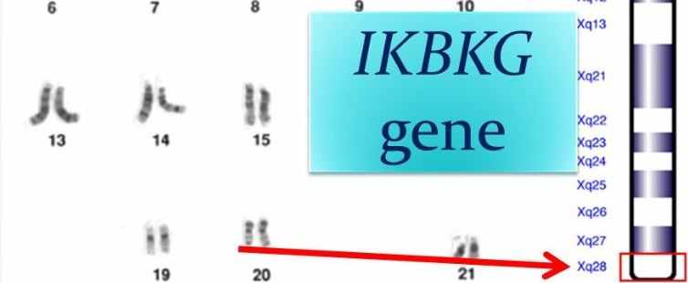 الاختبار الجيني الجزيئي لجينIKBKG
