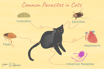 الامراض التي تنقلها القطط