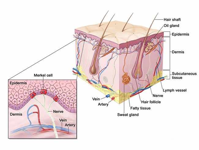 البشرة(epidermis):