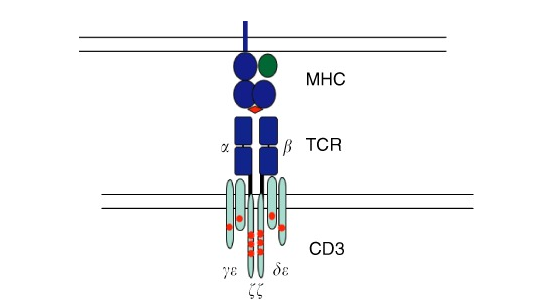 التعبير المعيب لمعقد مستقبلة الخلية التائية و CD3