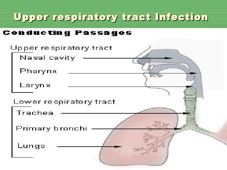 التهاب جهاز التنفس العلوي عند الأطفال و الرضع