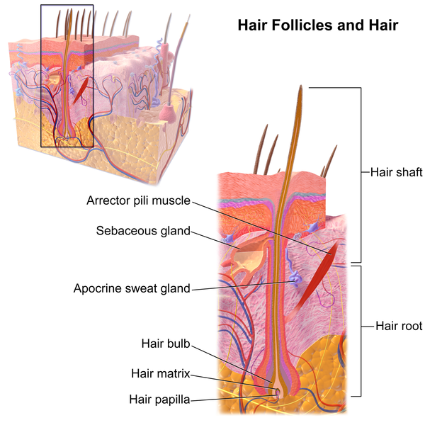 الجريبات الشعرية(Hair Follicles)