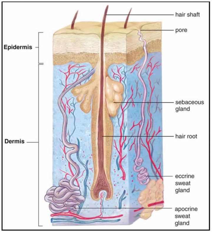 الغدد الزهمية(Sebaceous Glands)