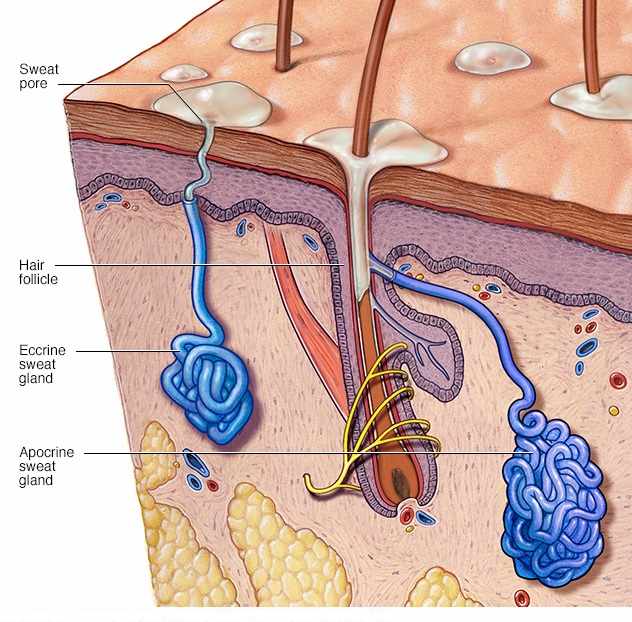 الأدمة هي طبقة من الخلايا توجد أسفل البشرة وهي أسمك من البشرة تحتوي على الأوعية الدموية والغدد العرقية وتراكيب أخرى.