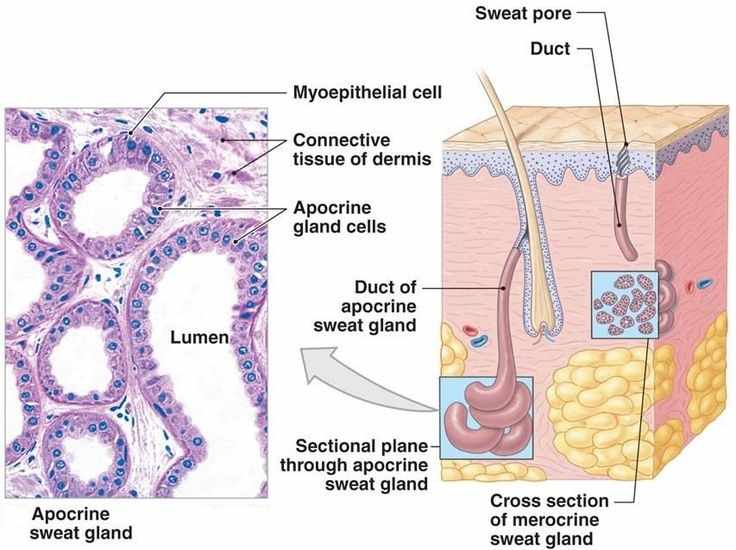 الغدد المفترزة(Apocrine Glands)