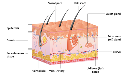النسيج تحت الجلد(Subcutaneous Tissue)