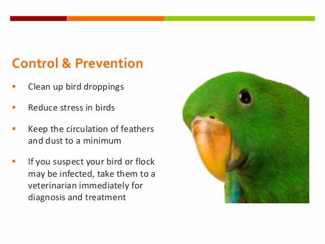 الوقاية من كلاميديا الطيور
