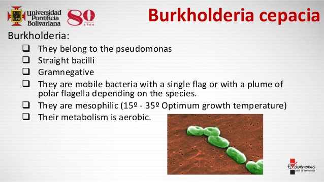 امراض بكتيريا بوركولدريا