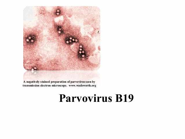بارفو فيروس ب 19