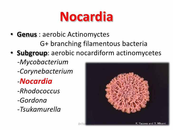 بكتيريا النوكارديا