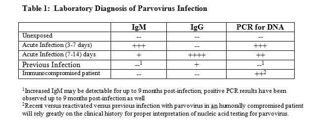 تشخيص بارفو فيروس ب 19