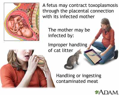 تشخيص جرثومة القطط التوكسوبلازما خلال الحمل