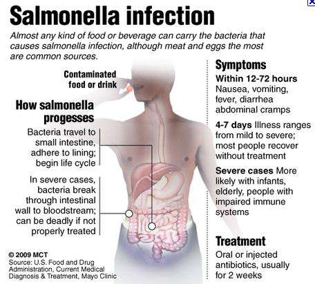 جرثومة و بكتيريا السالمونيلا