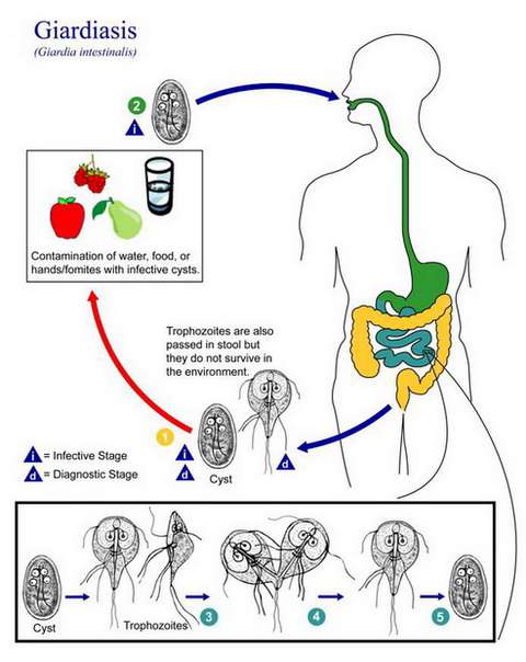  داء الجيارديا لامبليا عند الأطفال و الرضع