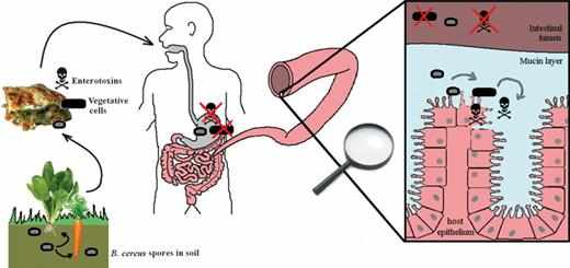 علاج التسمم الغذائي بجرثومة و بكتيريا سيريوس
