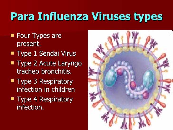فيروس بارا انفلونزا