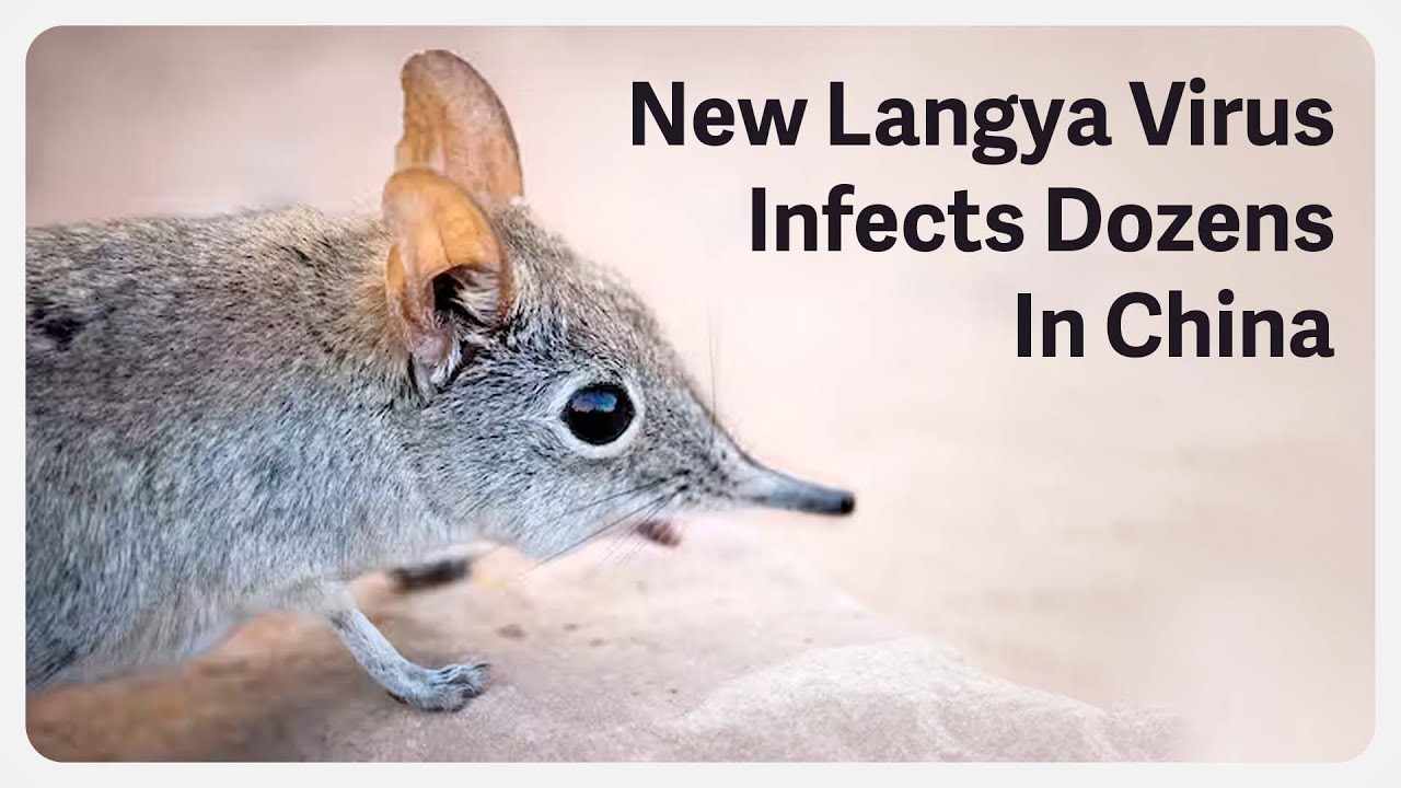 فيروس لانجيا الجديد