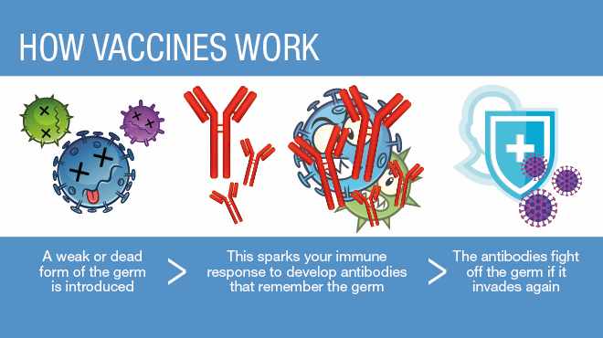 كيف يعمل و التطعيم اللقاح في الجسم