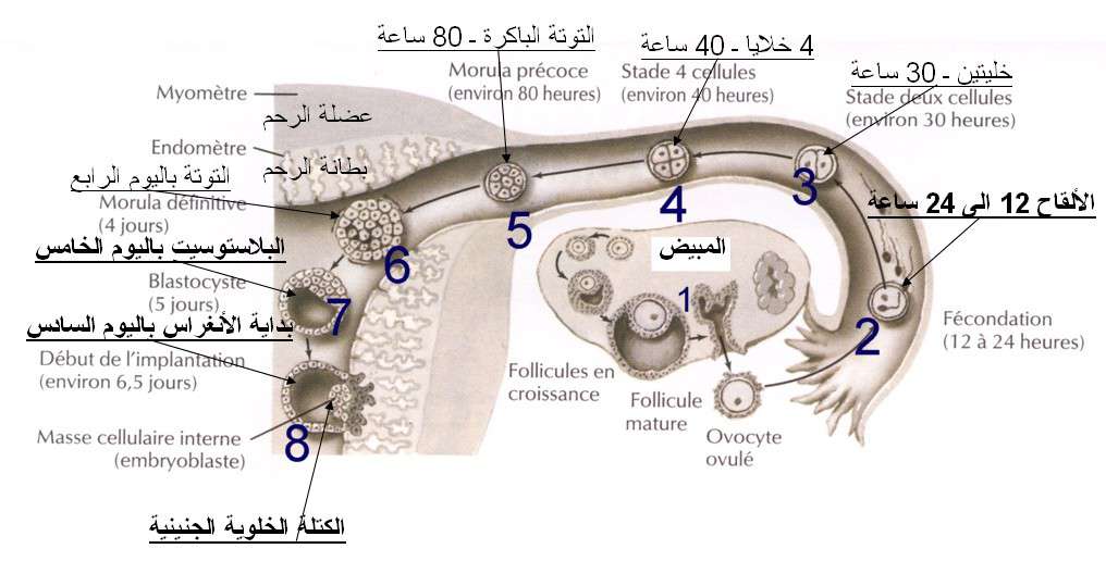 متى يحدث الحمل