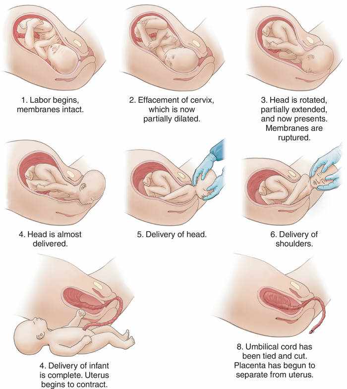 مراحل الولادة الطبيعية