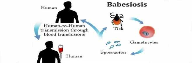 مرض البابسيات