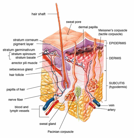 ملحقات الجلد (Appendageal)