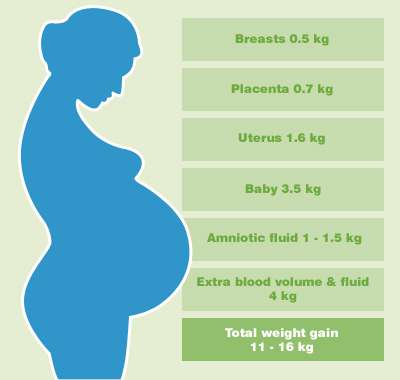 وزن الحامل