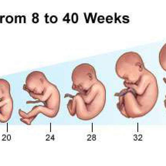 الشهر الرابع في الحمل كم أسبوع نمو الجنين في الشهر الرابع