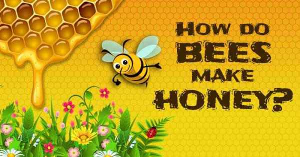 كيف يصنع النحل العسل