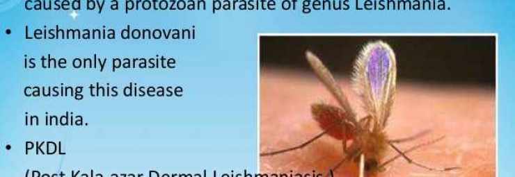 امراض الطفيليات و الديدان و الزحار عند