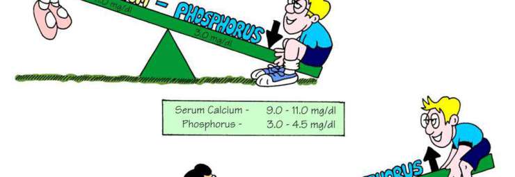 ارتفاع و زيادة الفوسفور أو الفوسفات في الدم عند الأطفال و الرضع