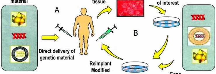 استراتيجيات  المعالجة الجينية بطريقة نقل الجين