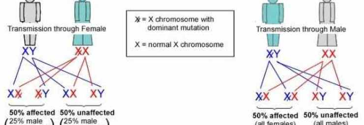 الوراثة السائدة المرتبطة بالصبغيX