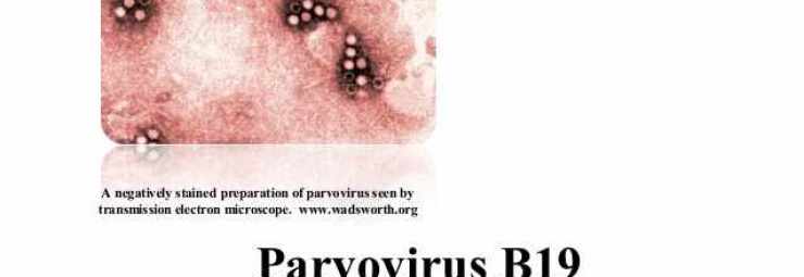 بارفو فيروس ب 19