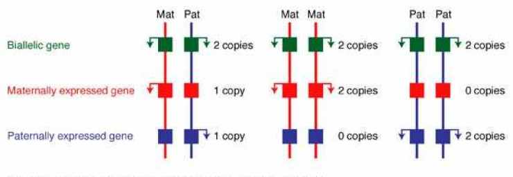 ثنائي الصبغي أحادي الوالد الأمومي و الأبوي