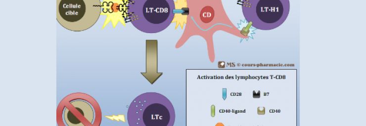 قلة اللمفاويات CD8 الناجمة عن طفرات و عوز P56/CK