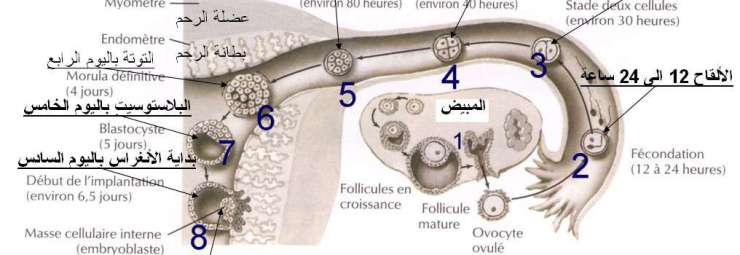 متى يحدث الحمل